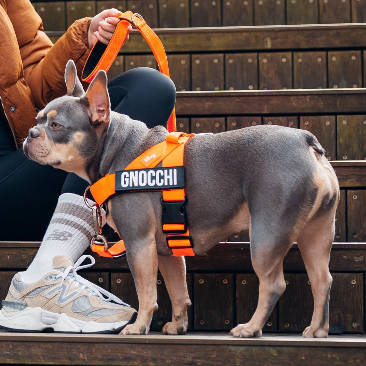 Dog wearing a Hi-Vis Orange personalised harness shown from the side with the Hi-Vis Orange Classic Leash and the No-Pull front D-ring.
