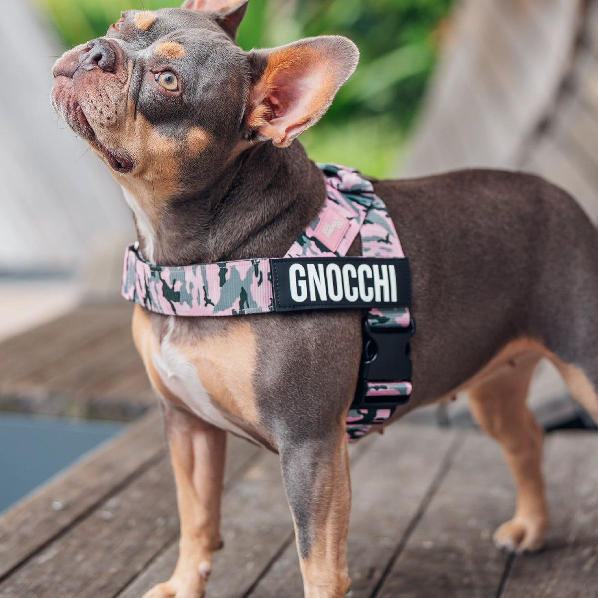 Dog wearing a Pink Camo personalised harness shown from the side.