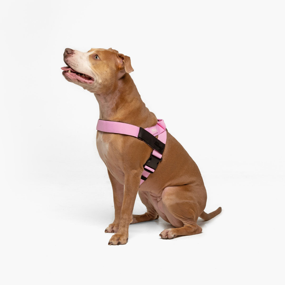 Dog wearing a Pink personalised harness shown from the side.