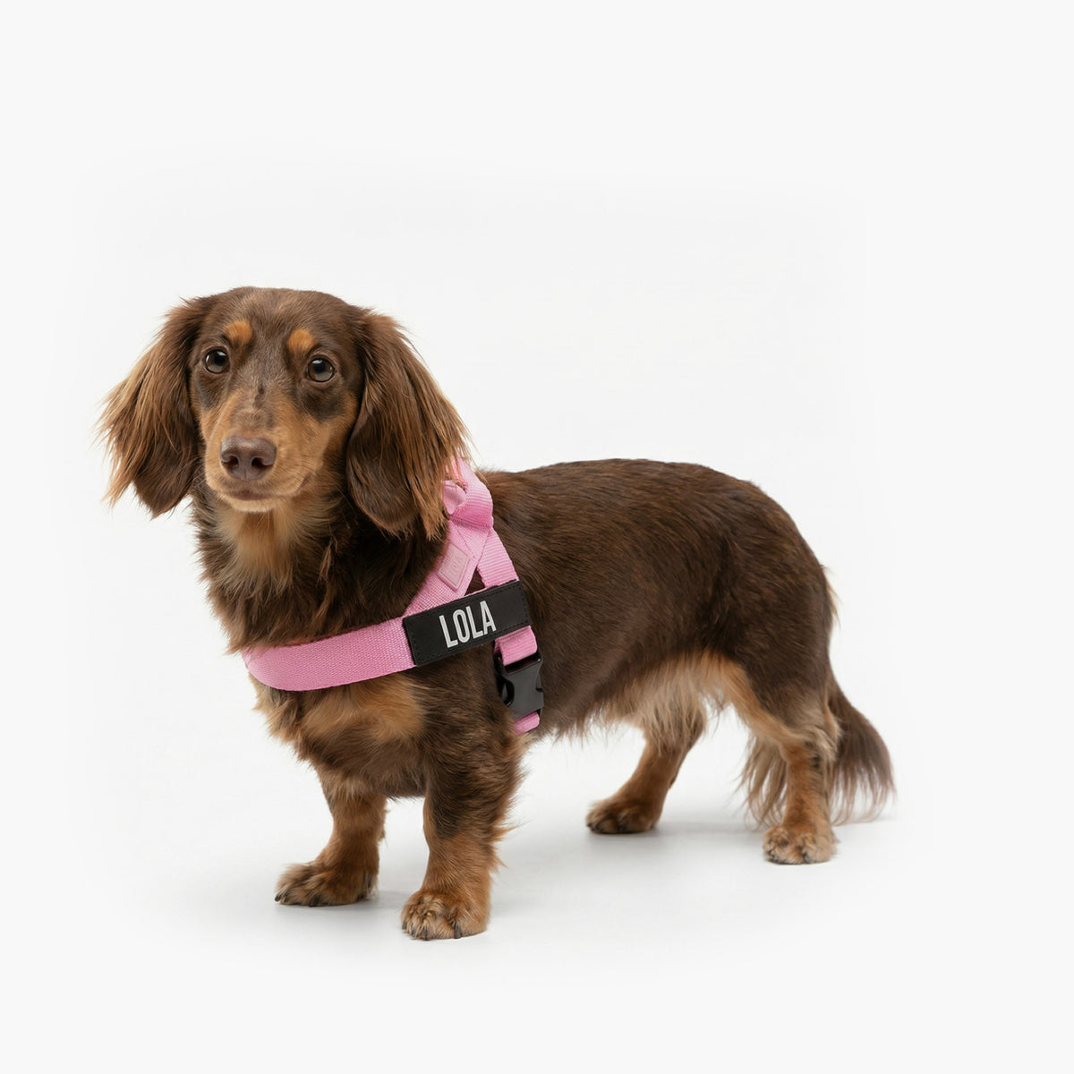 Dog wearing a Pink personalised harness shown from the side.