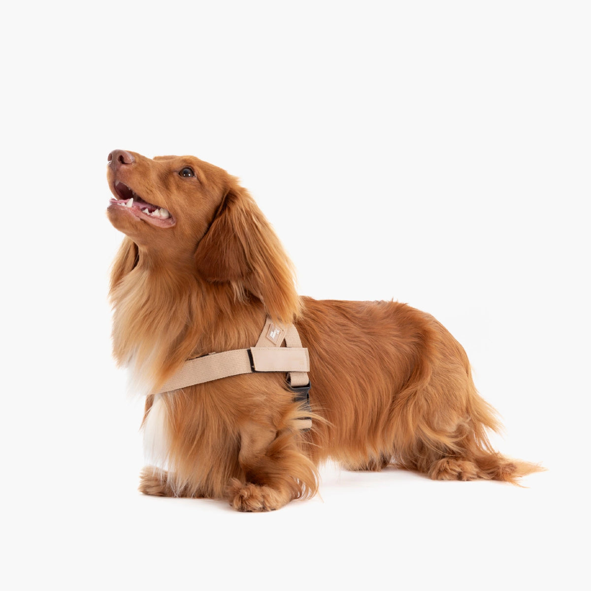 Dog wearing a Brown personalised harness shown from the side.
