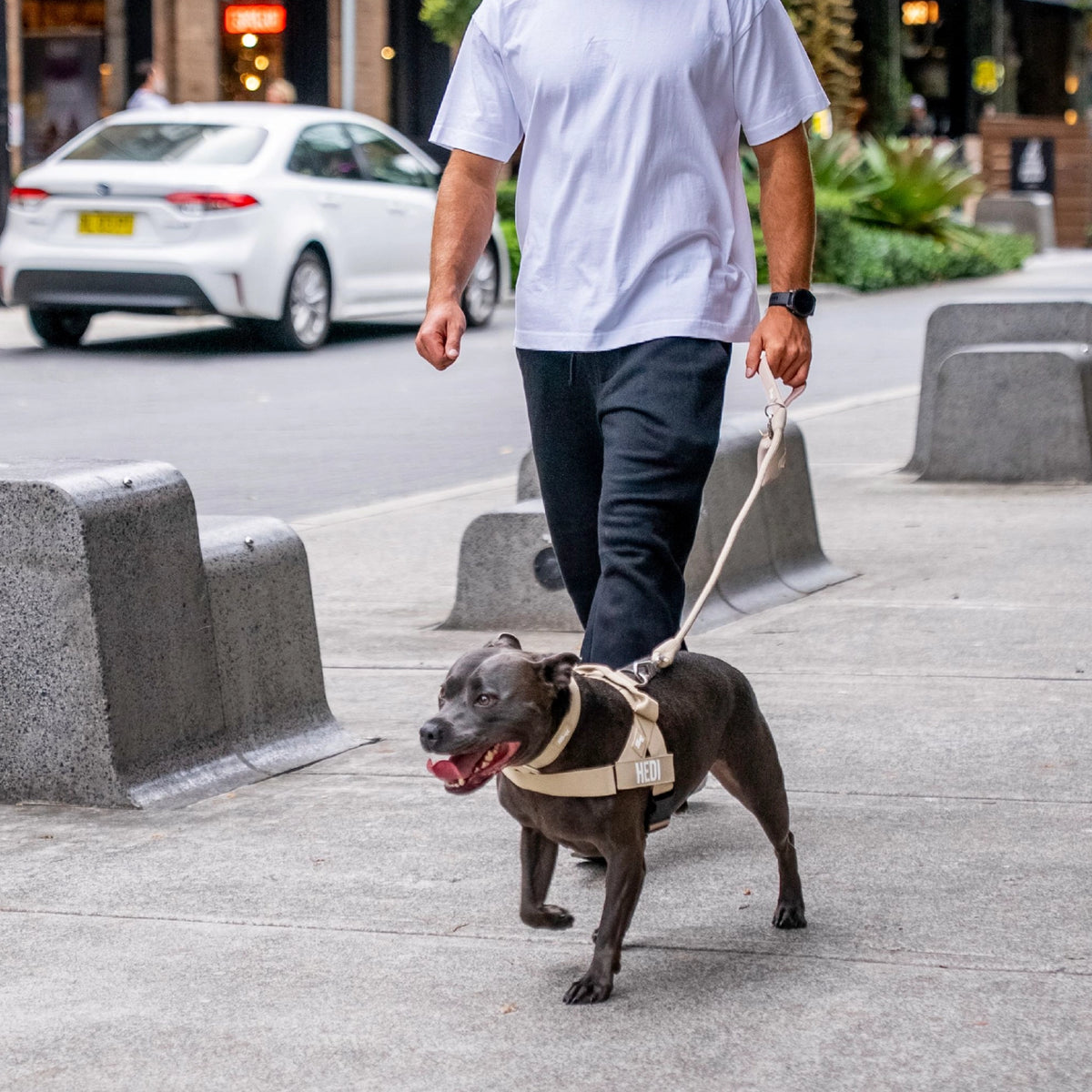 Dog wearing a Brown personalised harness shown from the side with the Brown Tactical Collar and a Brown Rope Leash with Brown Poo bag Holder.