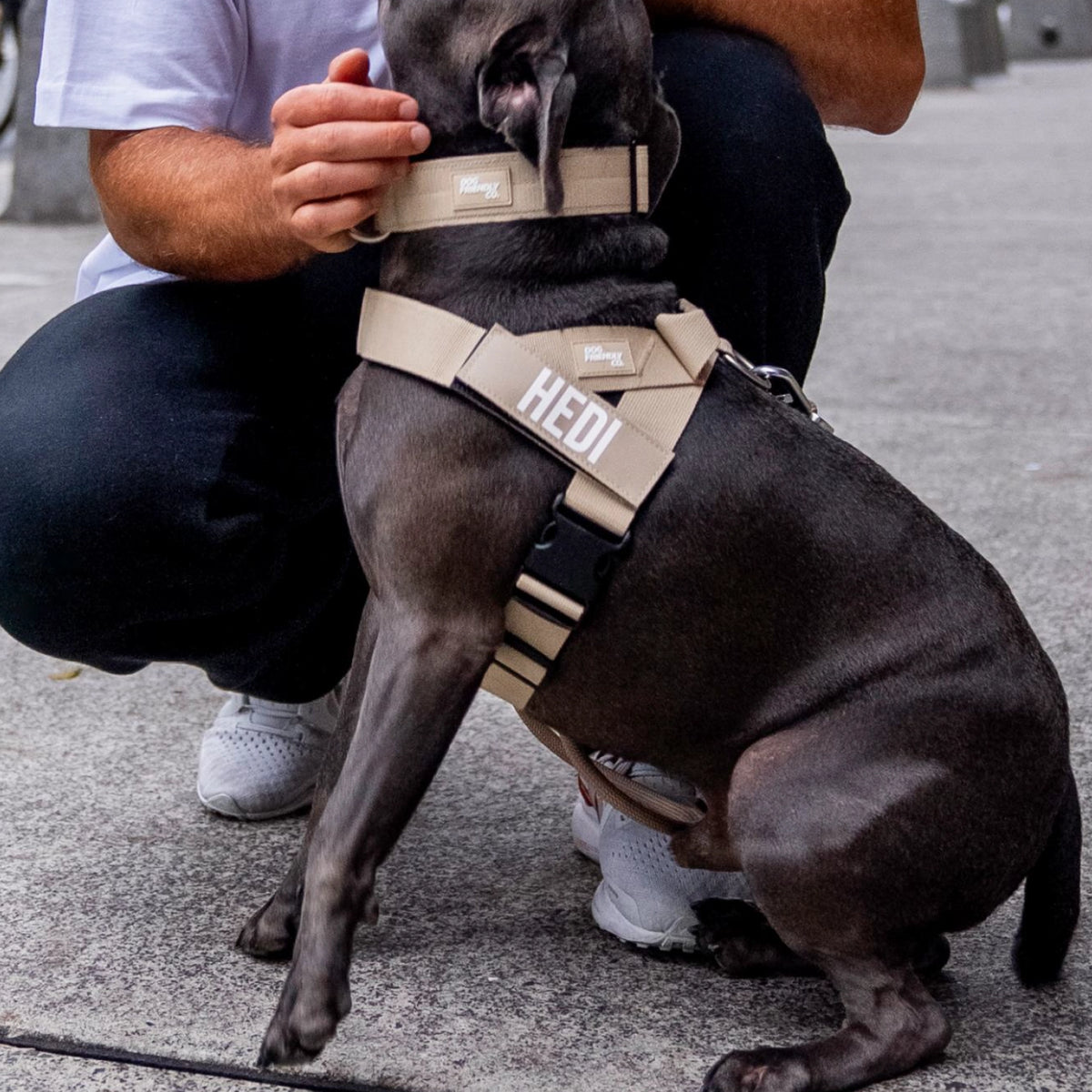 Dog wearing a Brown personalised harness shown from the side with the Brown Tactical Collar.
