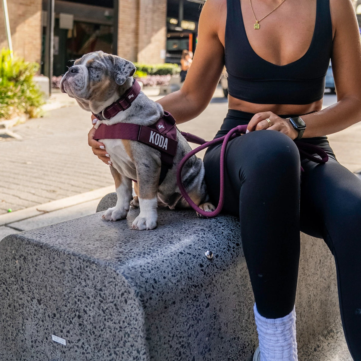 Dog wearing a Burgundy personalised harness shown from the side with the Burgundy Tactical Collar and a Burgundy Rope Leash.