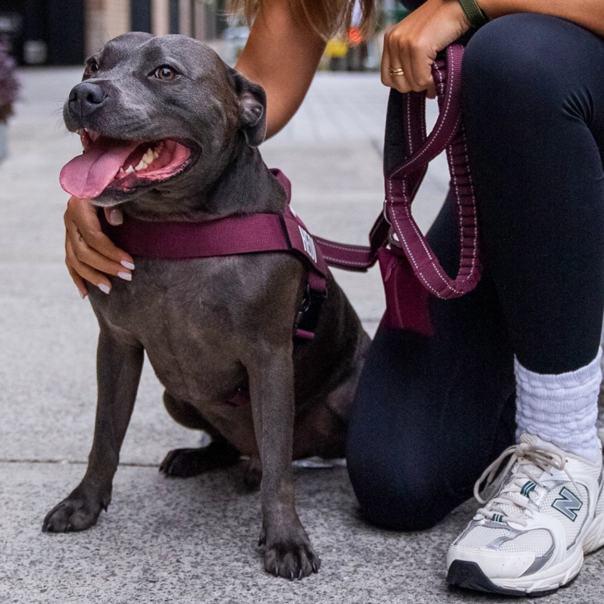 Dog wearing a Burgundy personalised harness shown from the side with the Burgundy Bungee Leash.