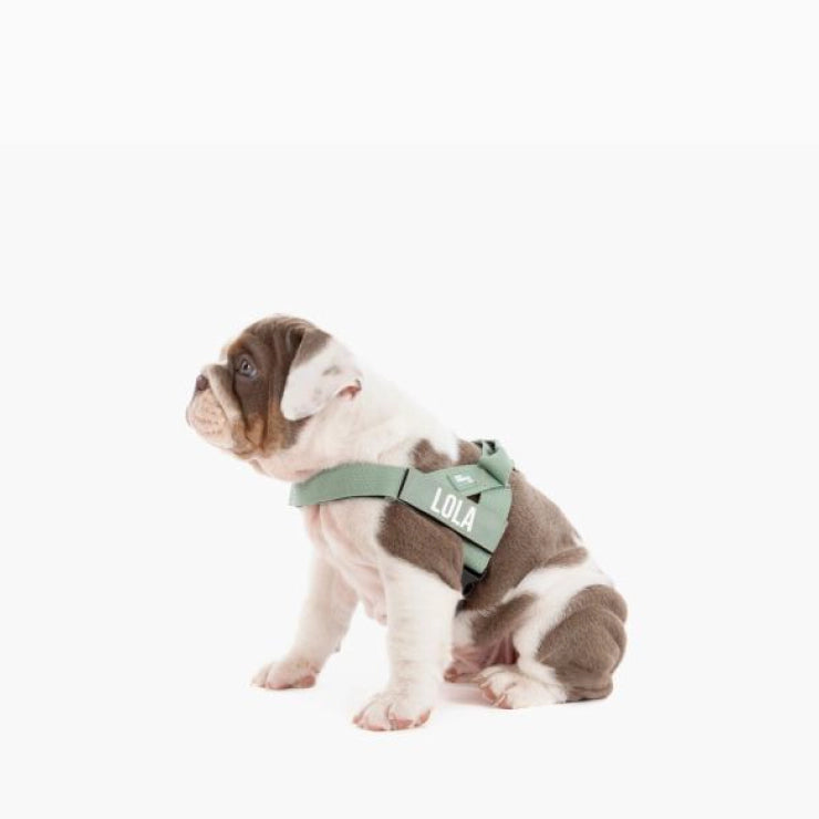 Personalised Dog Harness - Khaki