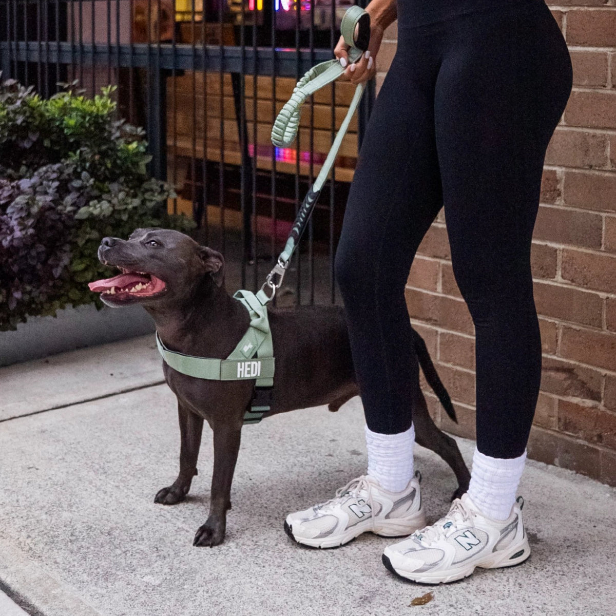 Dog wearing a Khaki personalised harness shown from the side with the Khaki Bungee Leash.