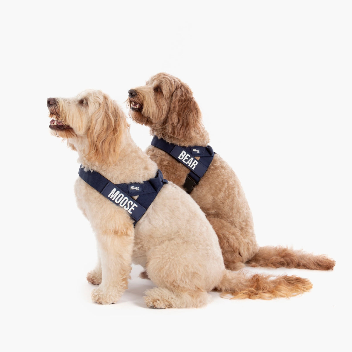 Two Dogs wearing a Navy Blue personalised harness shown from the side.