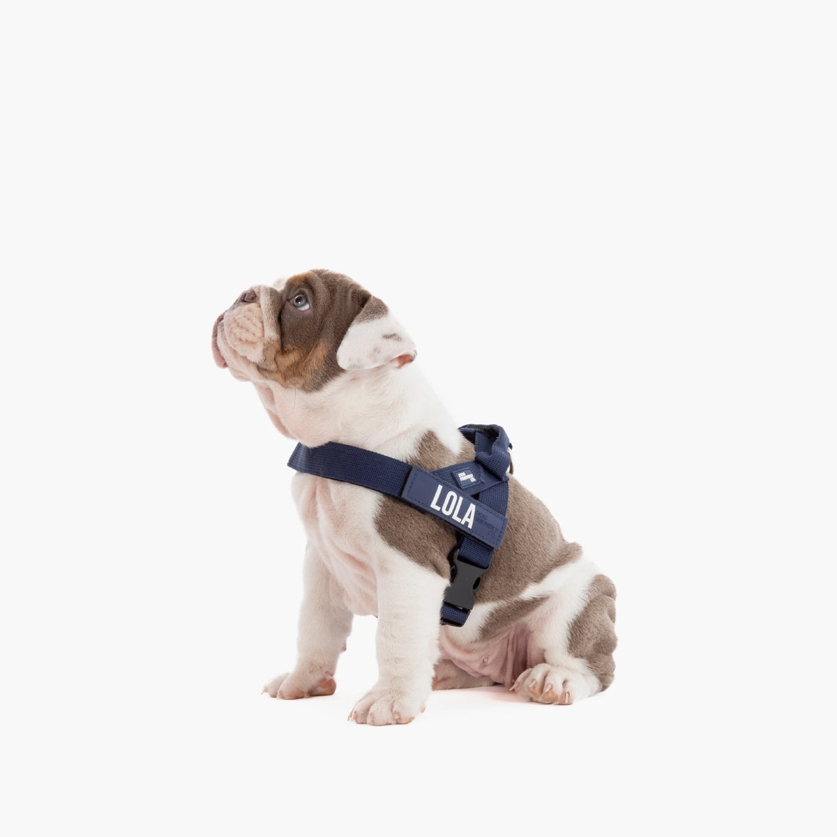Dog wearing a Navy Blue personalised harness shown from the side.