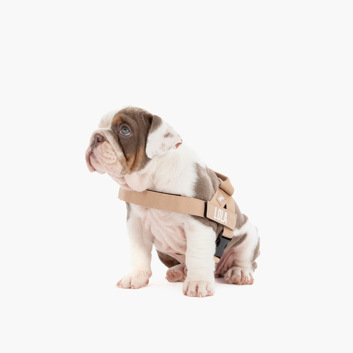 Harness - Premium Brown