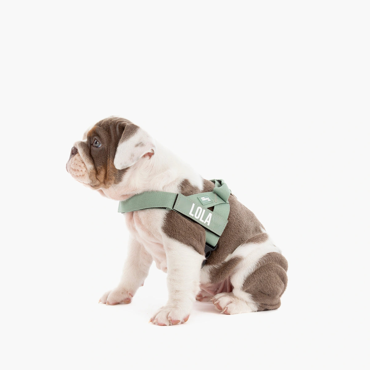 Harness - Premium Khaki