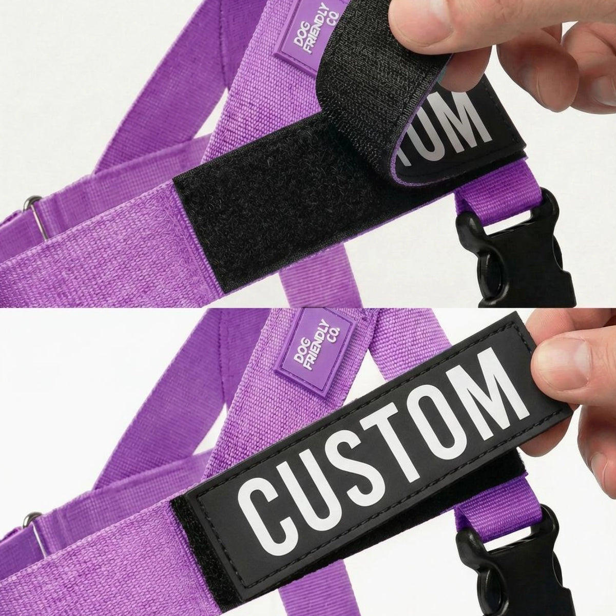 Purple Dog harness with a personalised name patch.