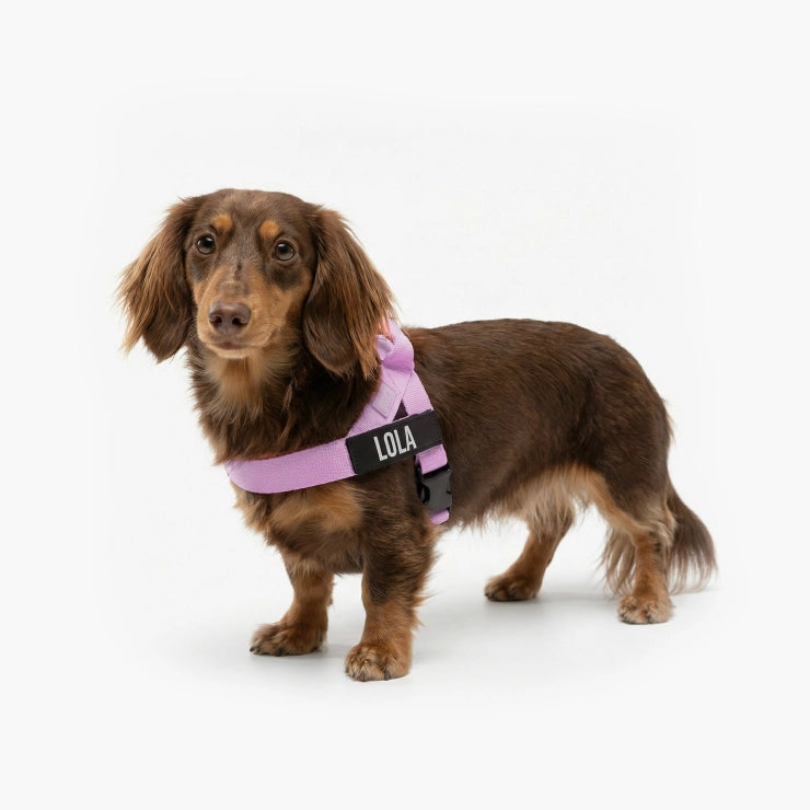 Personalised Dog Harness - Purple