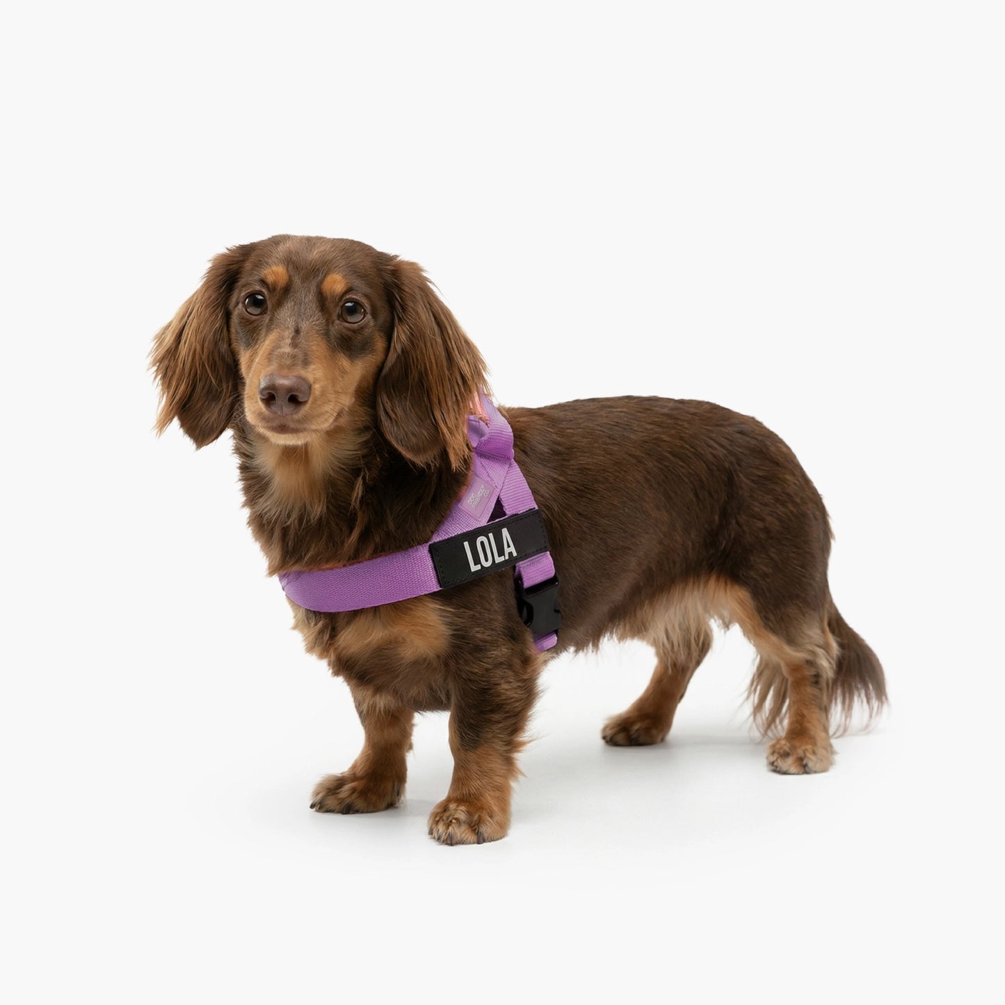 Personalised Dog Harness - Purple