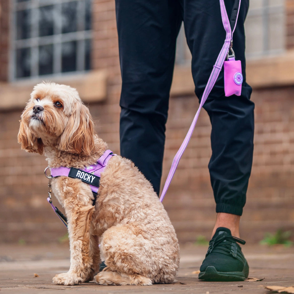 Dog wearing a Purple personalised harness shown from the side with the No-Pull D-ring and a Purple Classic Leash with Purple Poo bag Holder.