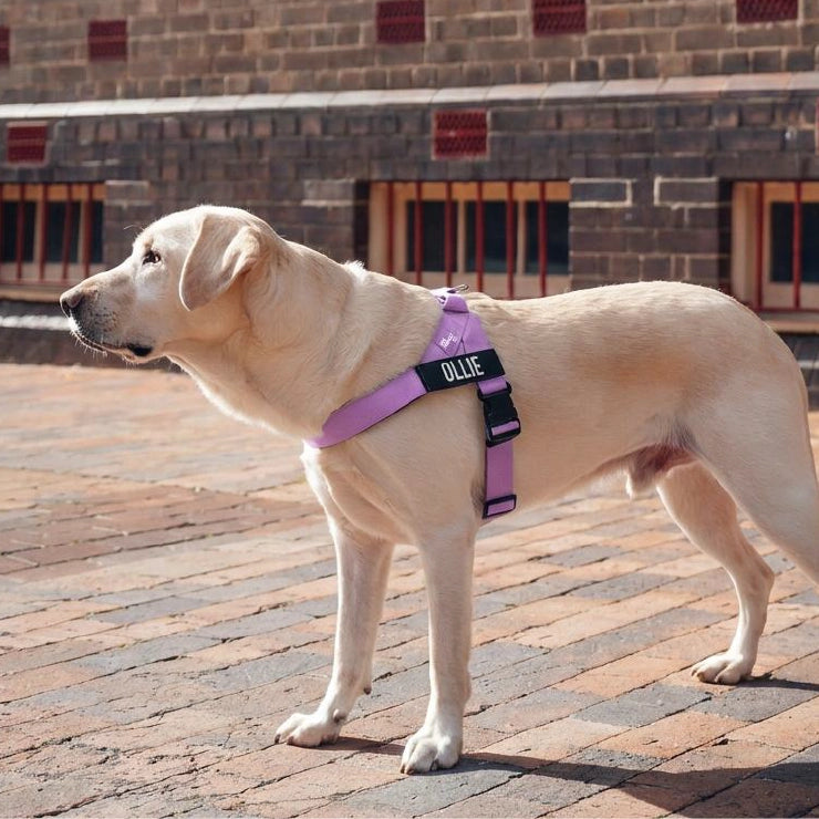 Personalised Dog Harness - Purple