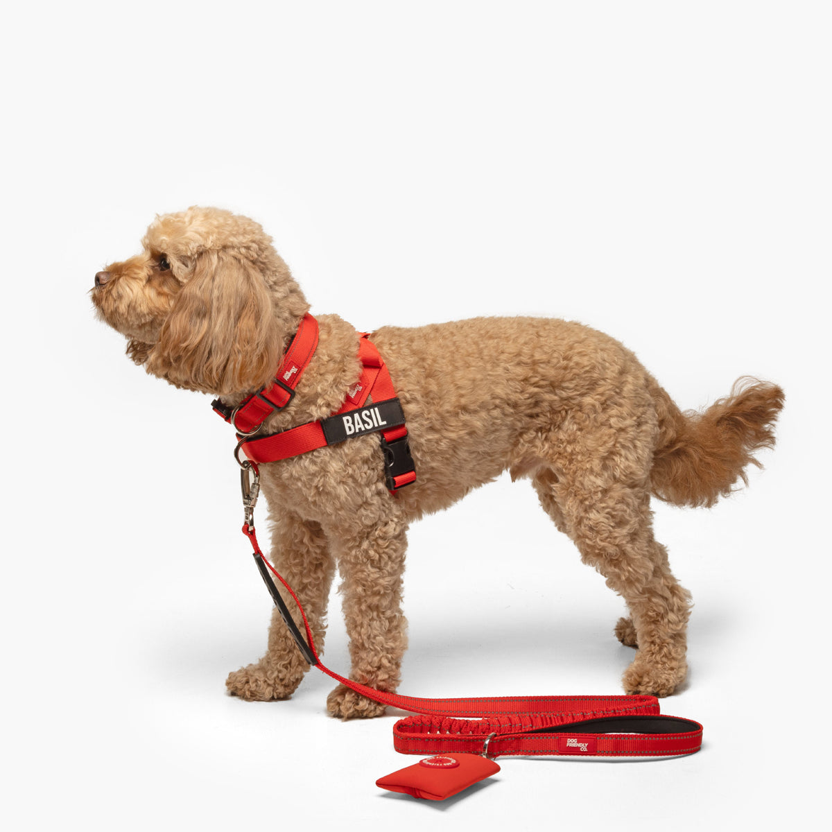 Dog wearing a Red personalised harness shown from the side with the No-Pull D-ring, Red Tactical Collar, and a Red Bungee Leash with Red Poo bag Holder.