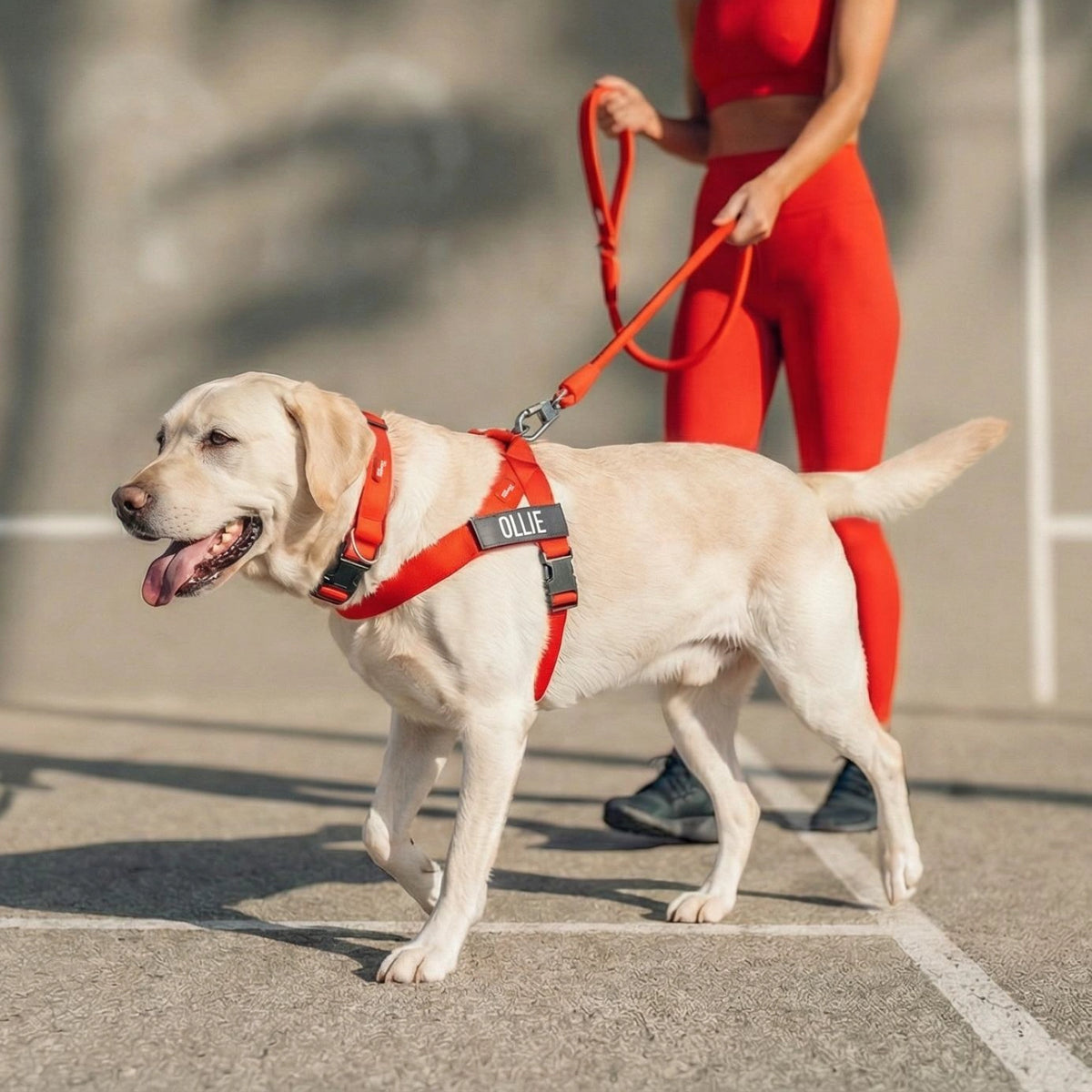 Dog wearing a Red personalised harness shown from the side with the Red Tactical Collar and a Red Rope Leash.