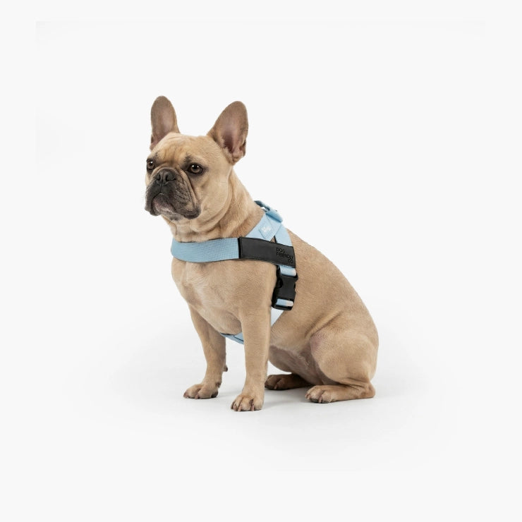 Personalised Dog Harness - Sky Blue