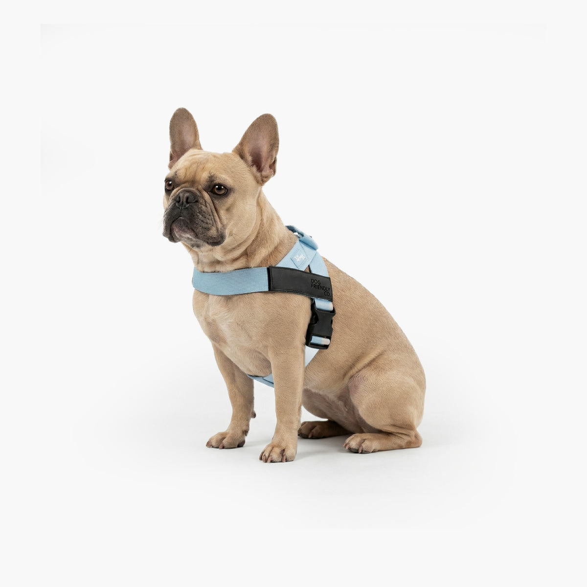 Dog wearing a Sky Blue personalised harness shown from the side.