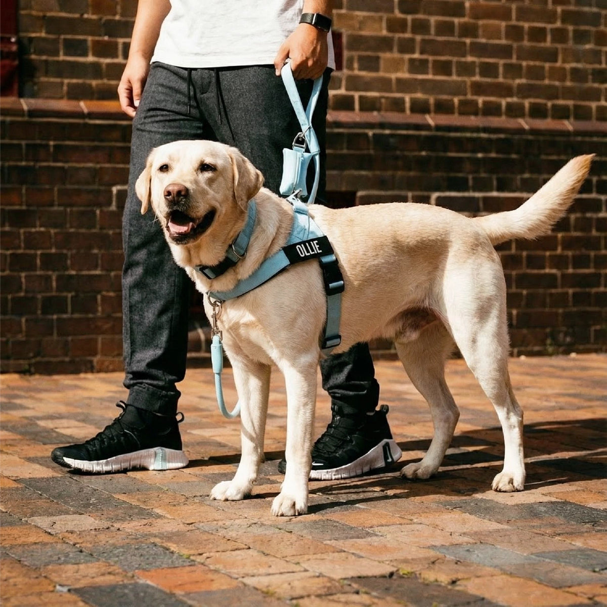 Dog wearing a Sky Blue personalised harness shown from the side with the No-Pull D-ring, Sky Blue Tactical Collar, and a Sky Blue Rope Leash with Sky Blue Poo bag Holder.