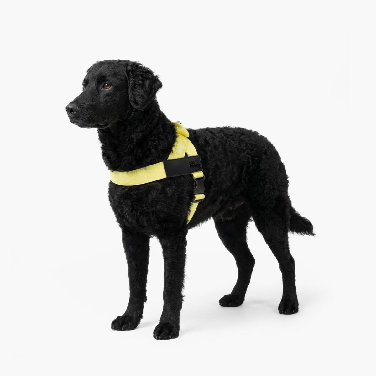 Dog wearing a Yellow personalised harness shown from the side.