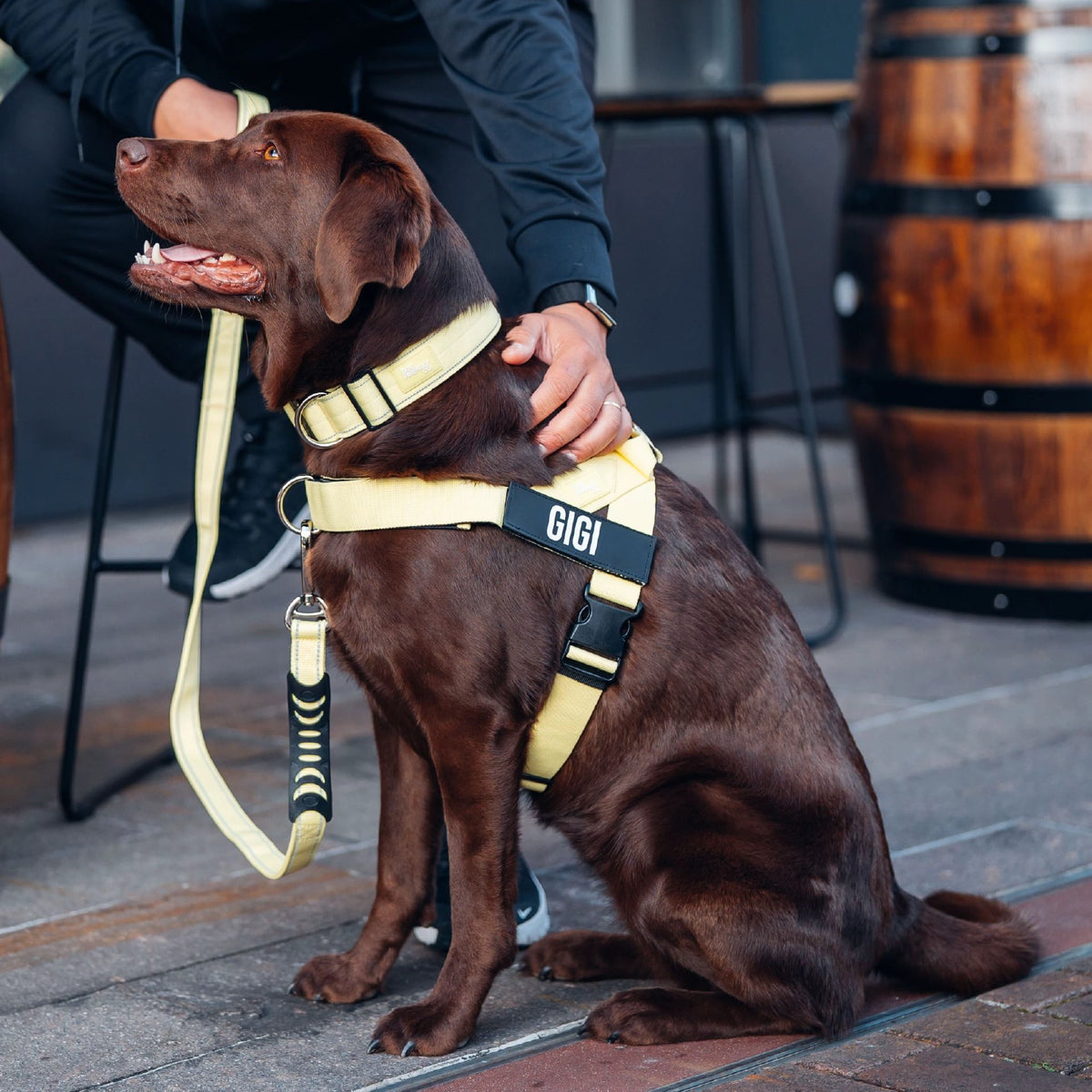 Dog wearing a Yellow personalised harness shown from the side with the No-Pull D-ring, Yellow Tactical Collar, and a Yellow Classic Leash.