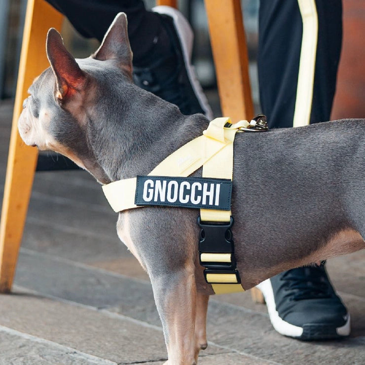 Personalised Dog Harness - Yellow