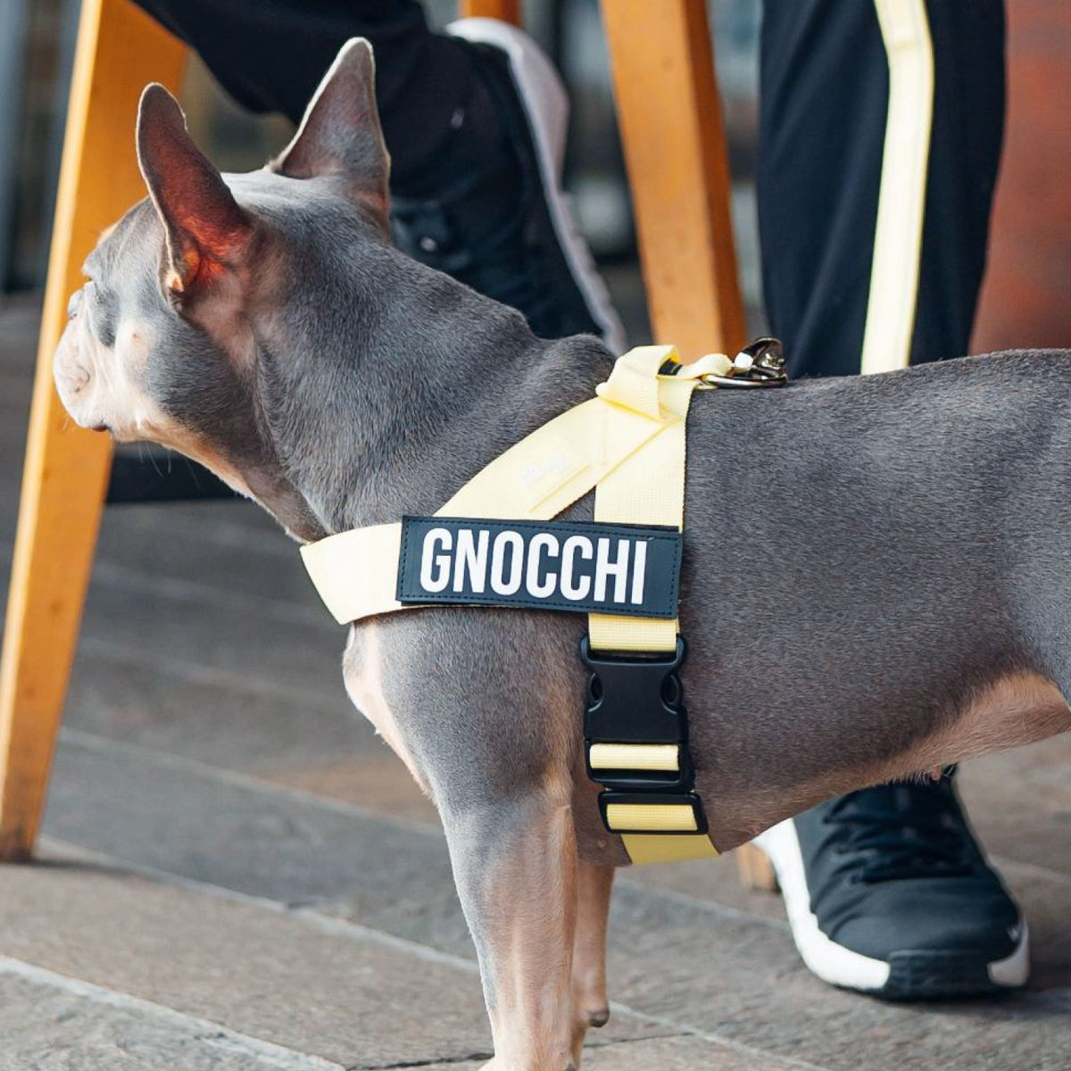 Dog wearing a Yellow personalised harness shown from the side.
