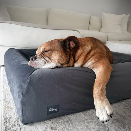 Orthopedic Memory Foam Dog Bed - Charcoal (Small)