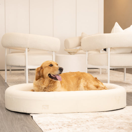 Chill Pill Memory Foam Dog Bed - Beige (Small)