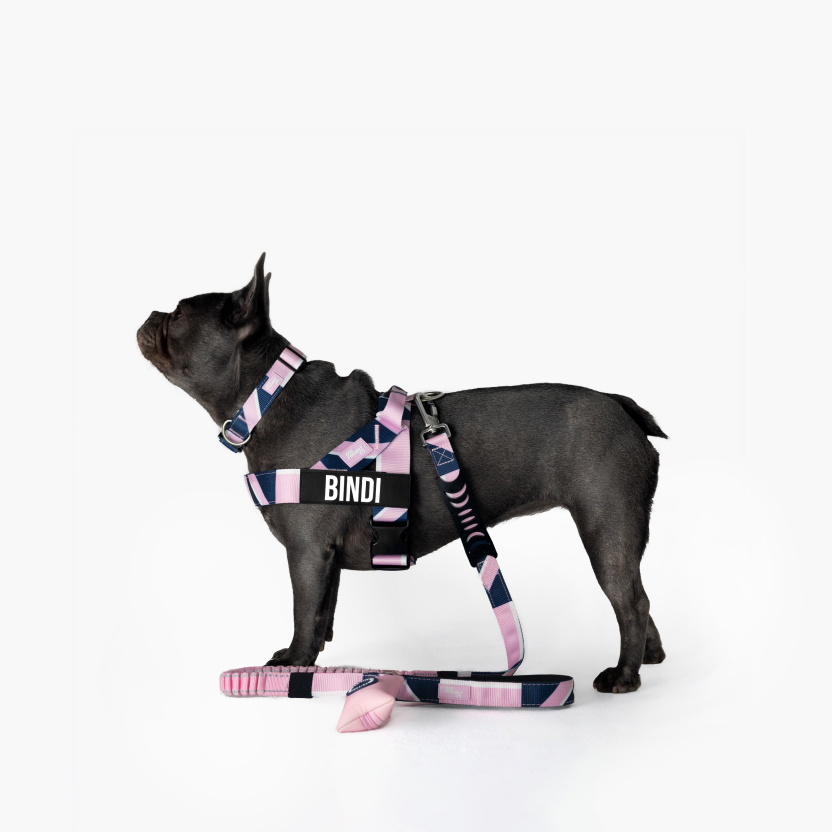 Dog Harness