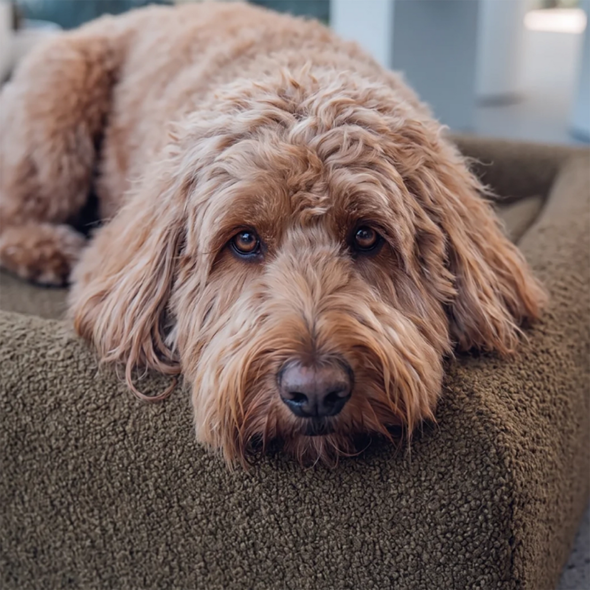 Dog lying on a brown bouclé dog bed in a home setting.