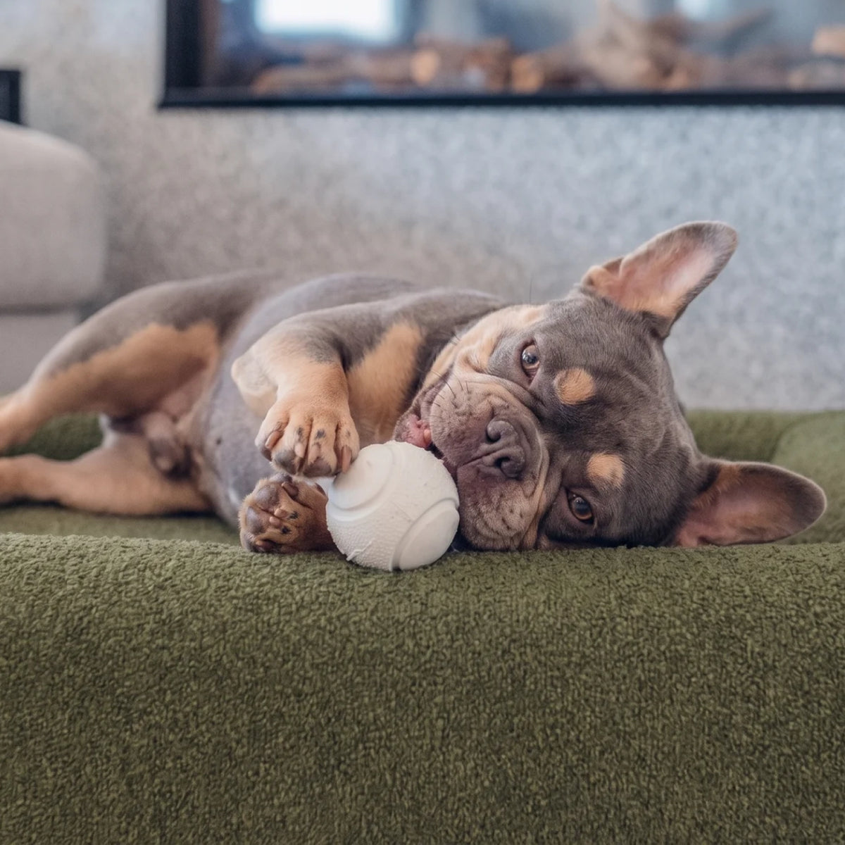 Dog lying on a green bouclé-covered dog bed in a home setting.