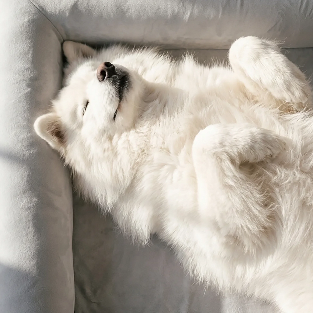 White dog sleeping on its back on a grey Dog Friendly Co. dog bed.