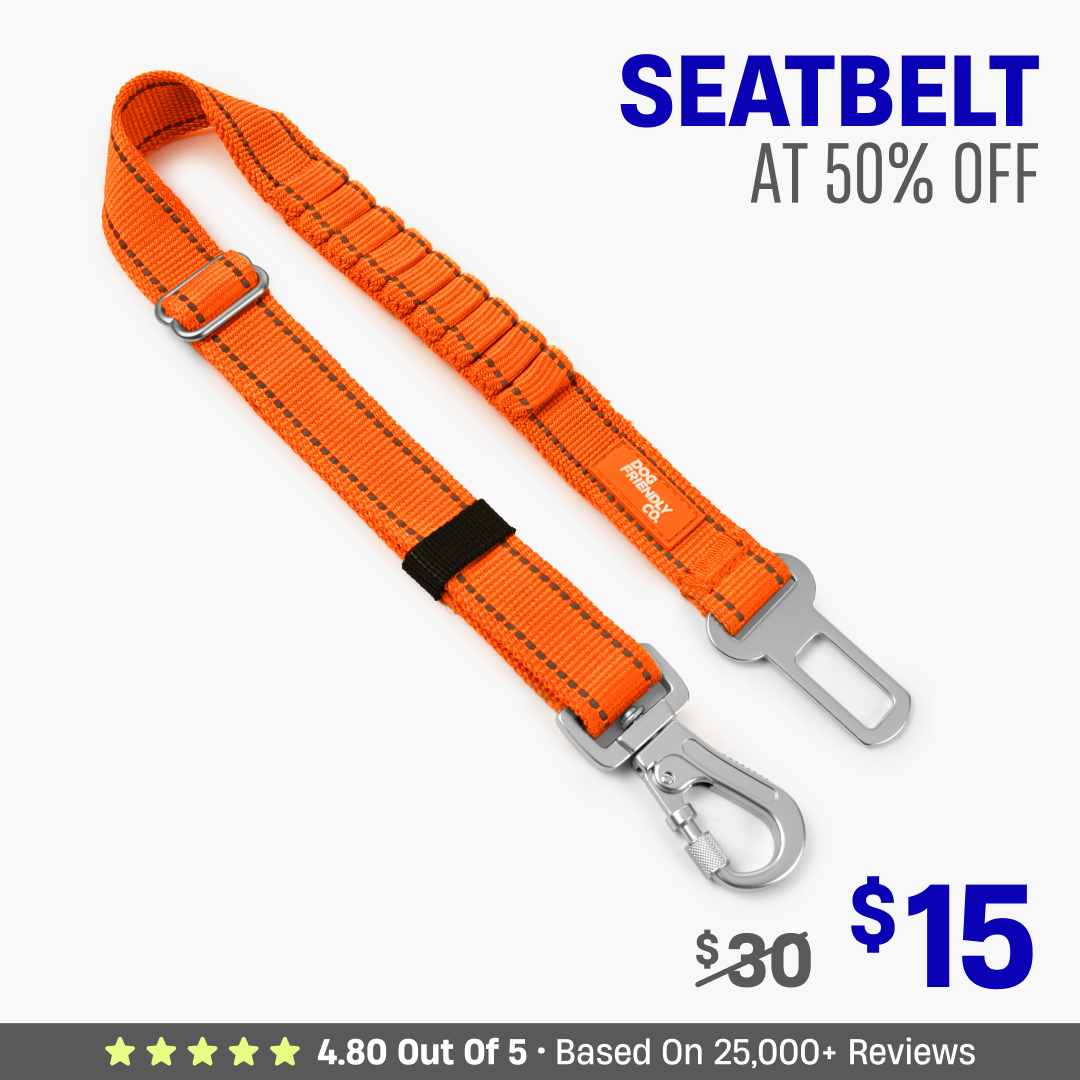 Dog Seat Belt