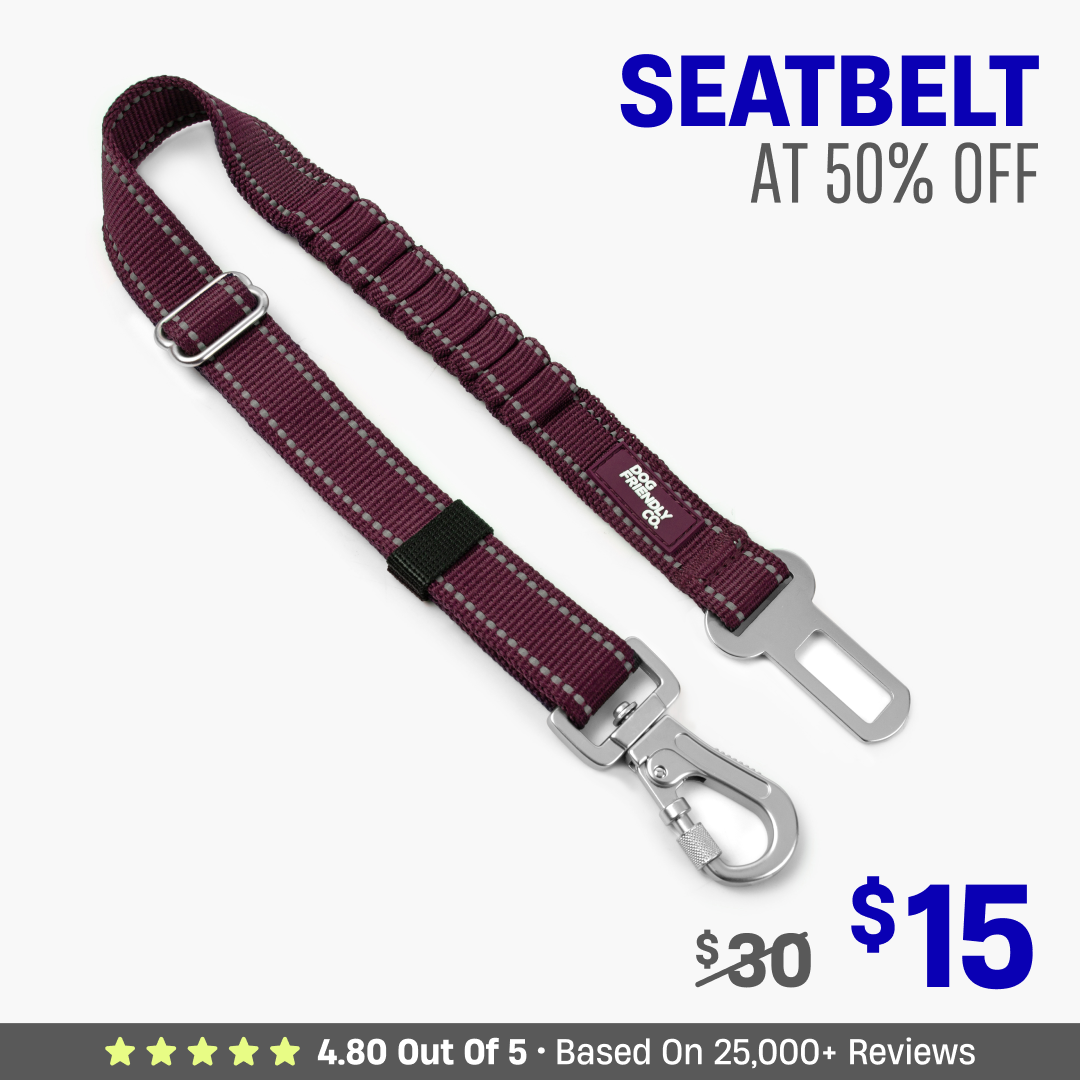 Dog Seat Belt