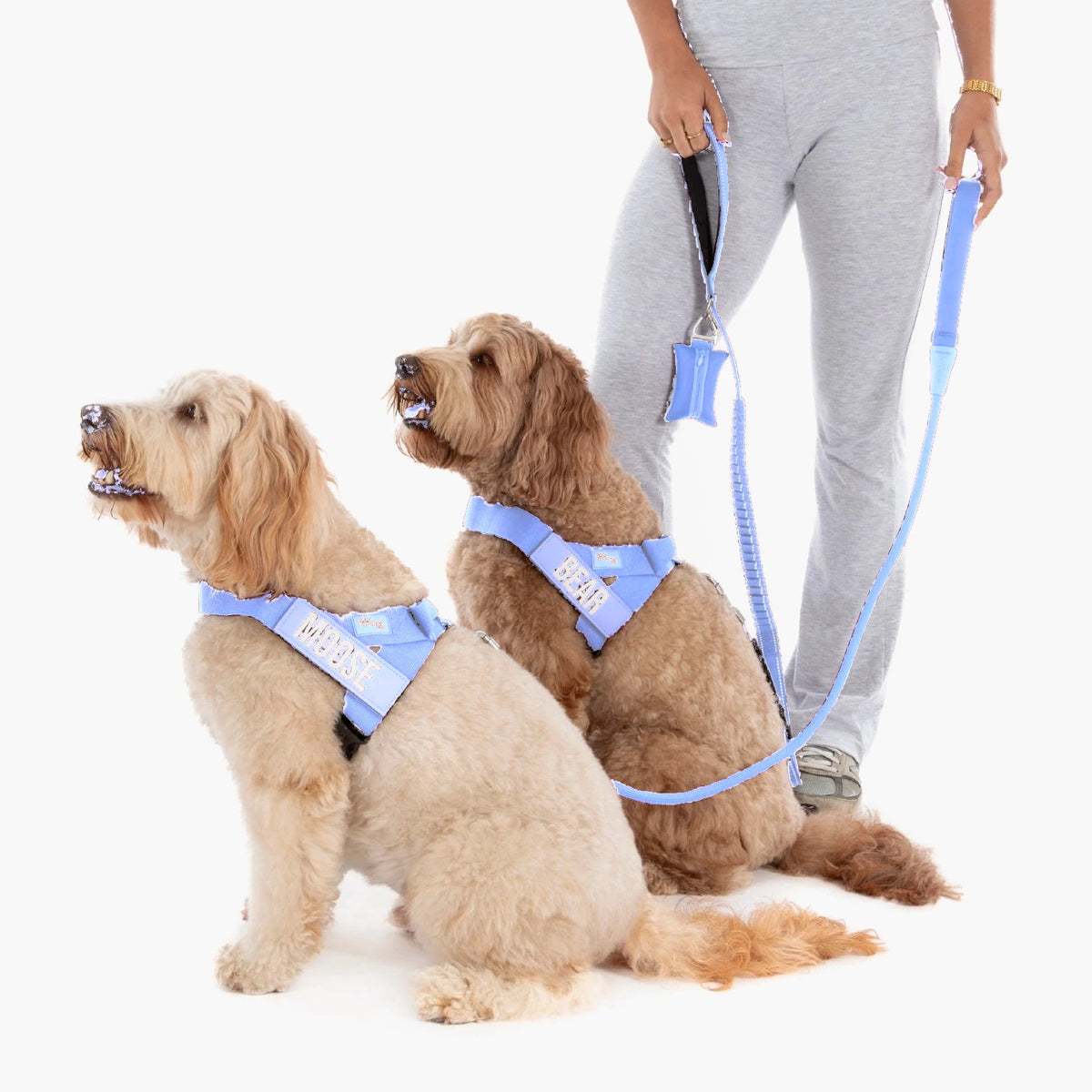 Two doodles in Air harnesses with the names MOOSE and BEAR, their owner holding the bungee leash and poop bag holder
