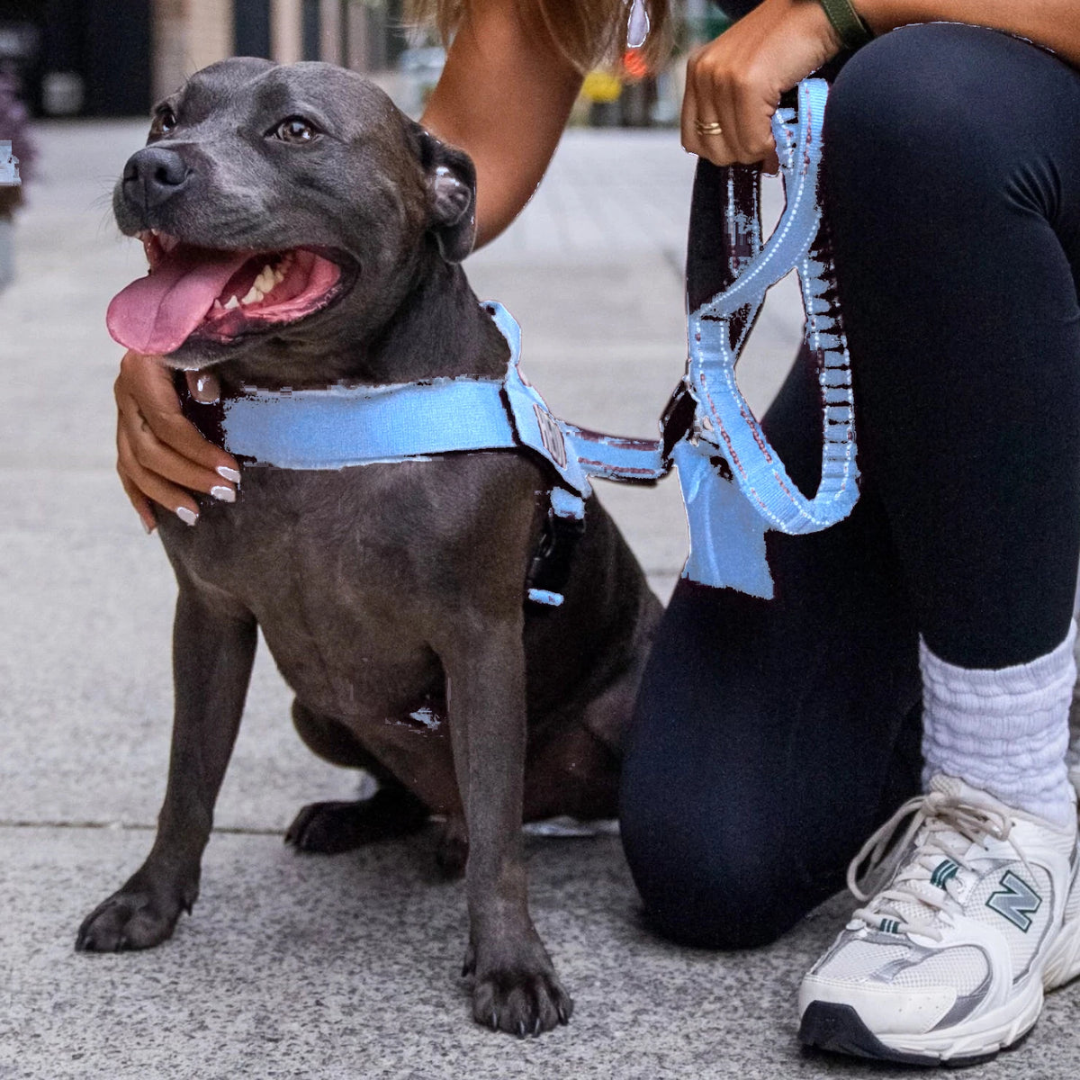 Smiling Staffy in the Air harness and bungee leash, held by its owner on a street