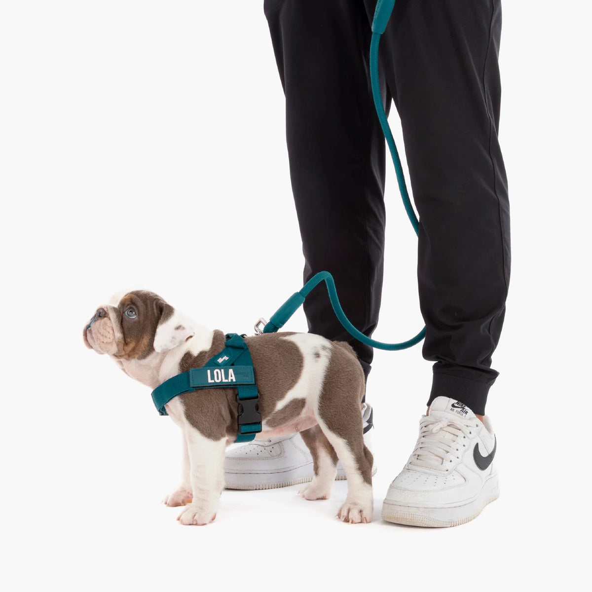 Bulldog puppy in the Forest harness with the name LOLA, on the bungee leash