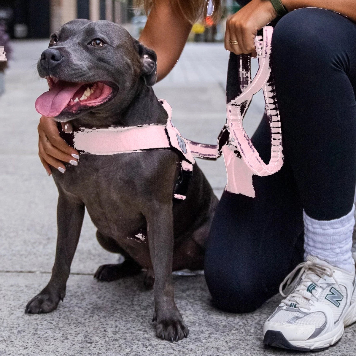Smiling Staffy in the Sakura harness and bungee leash, held by its owner on a street