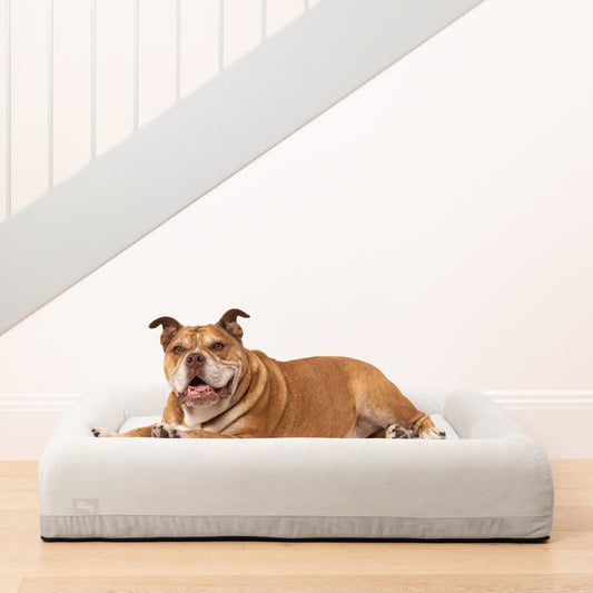 Premium Orthopedic Memory Foam Dog Bed - Grey (Small)