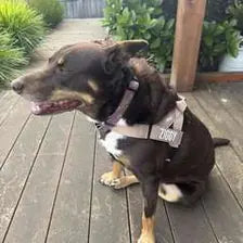 Customer dog wearing a pink harness