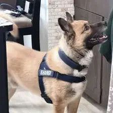 Customer dog wearing a pink harness