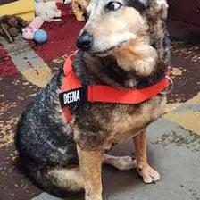 Customer dog wearing a red harness