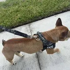 Customer dog wearing a green camo harness