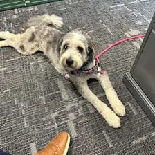 Customer dog in a pink camo harness