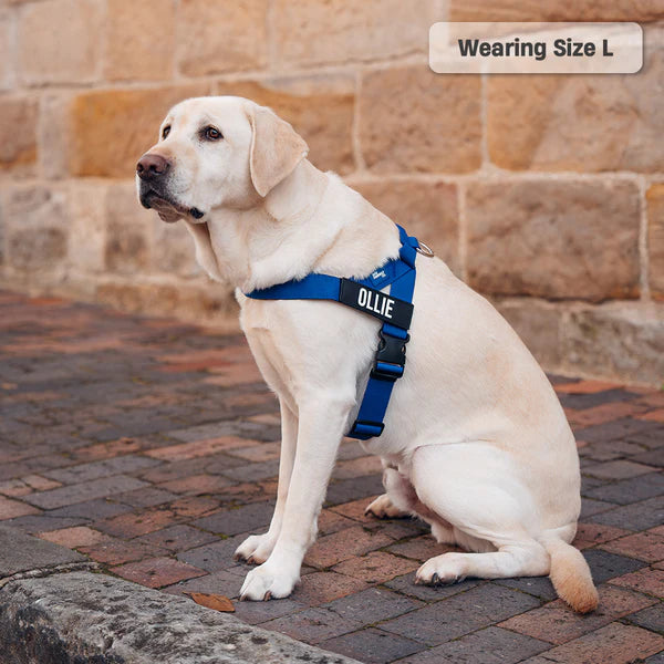 Dog Harness + FREE D-ring