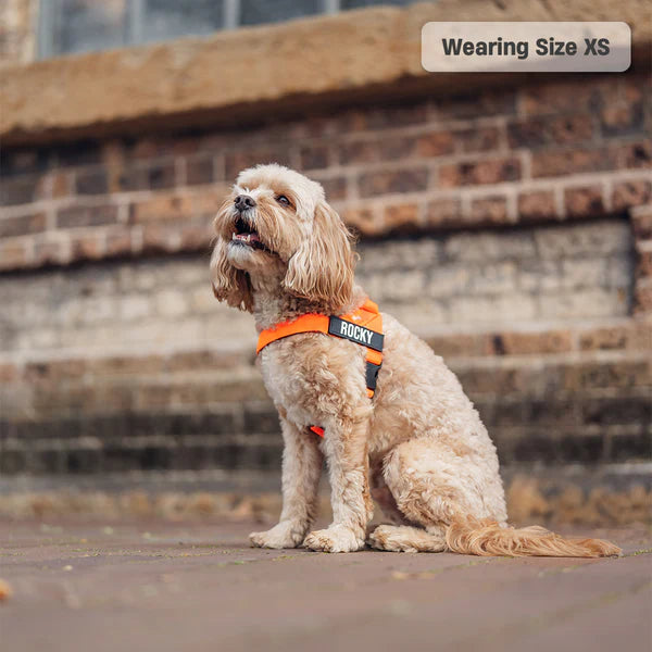 Dog Harness + FREE D-ring