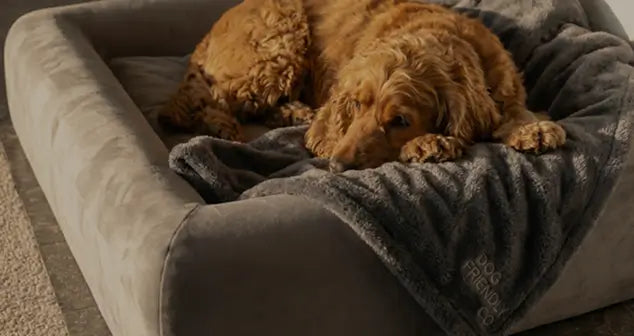 Shop Dog Beds
